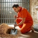 Descargar prisoners