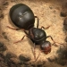 Download The Ants: Underground Kingdom