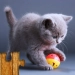 Download Kids Cat Puzzle Game